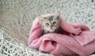 猫多久洗一次澡比较好 猫多久洗一次澡